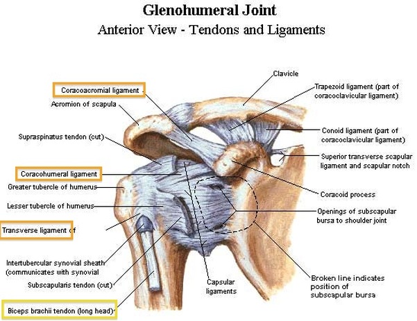 Shoulder Anatomy - Musculoskeletal ultrasoundUpper extremities