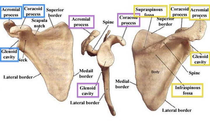 Shoulder Anatomy - Musculoskeletal ultrasoundUpper extremities