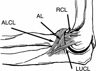 Elbow Anatomy - Musculoskeletal ultrasoundUpper extremities