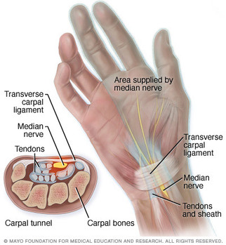 Wrist Anatomy - Musculoskeletal ultrasoundUpper extremities